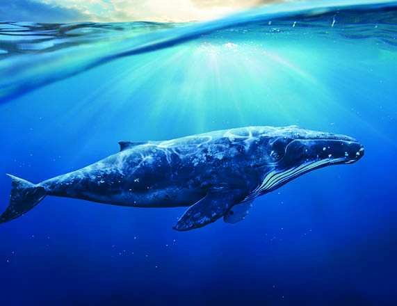 In the Belly of the Whale: The Story of Prophet Yunus